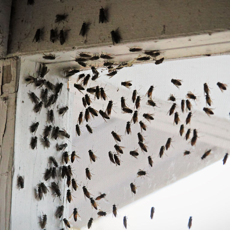 Cluster Flies around a Window Cluster Flies around a Window