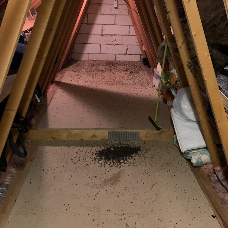 Cluster Flies Dead in a loft void Cluster Flies Dead in a loft void