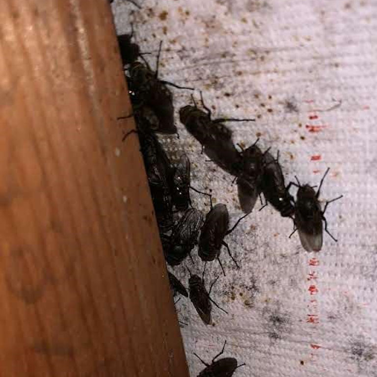Cluster Flies on underside of Roofing Felt Cluster Flies on underside of Roofing Felt