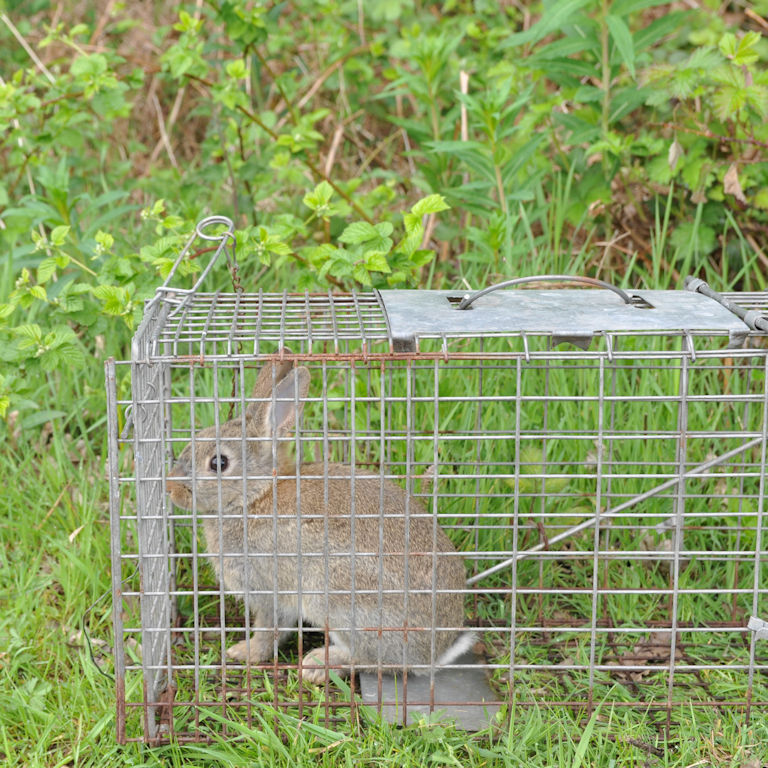 Trapped Rabbit Trapped Rabbit