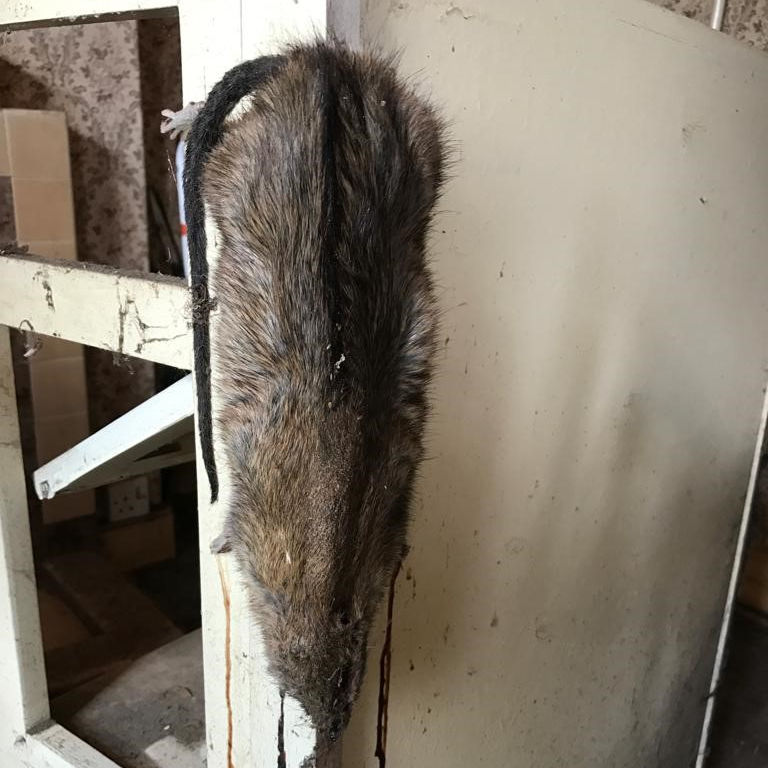 Cleaning and Waste Clearance Contaminated by Rats Cleaning and Waste Clearance Contaminated by Rats