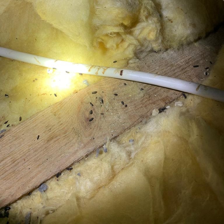 Mice Droppings and Urine Pillars Mice Droppings and Urine Pillars
