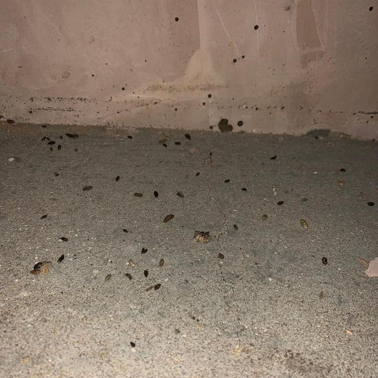 Mice Faeces Mice Faeces