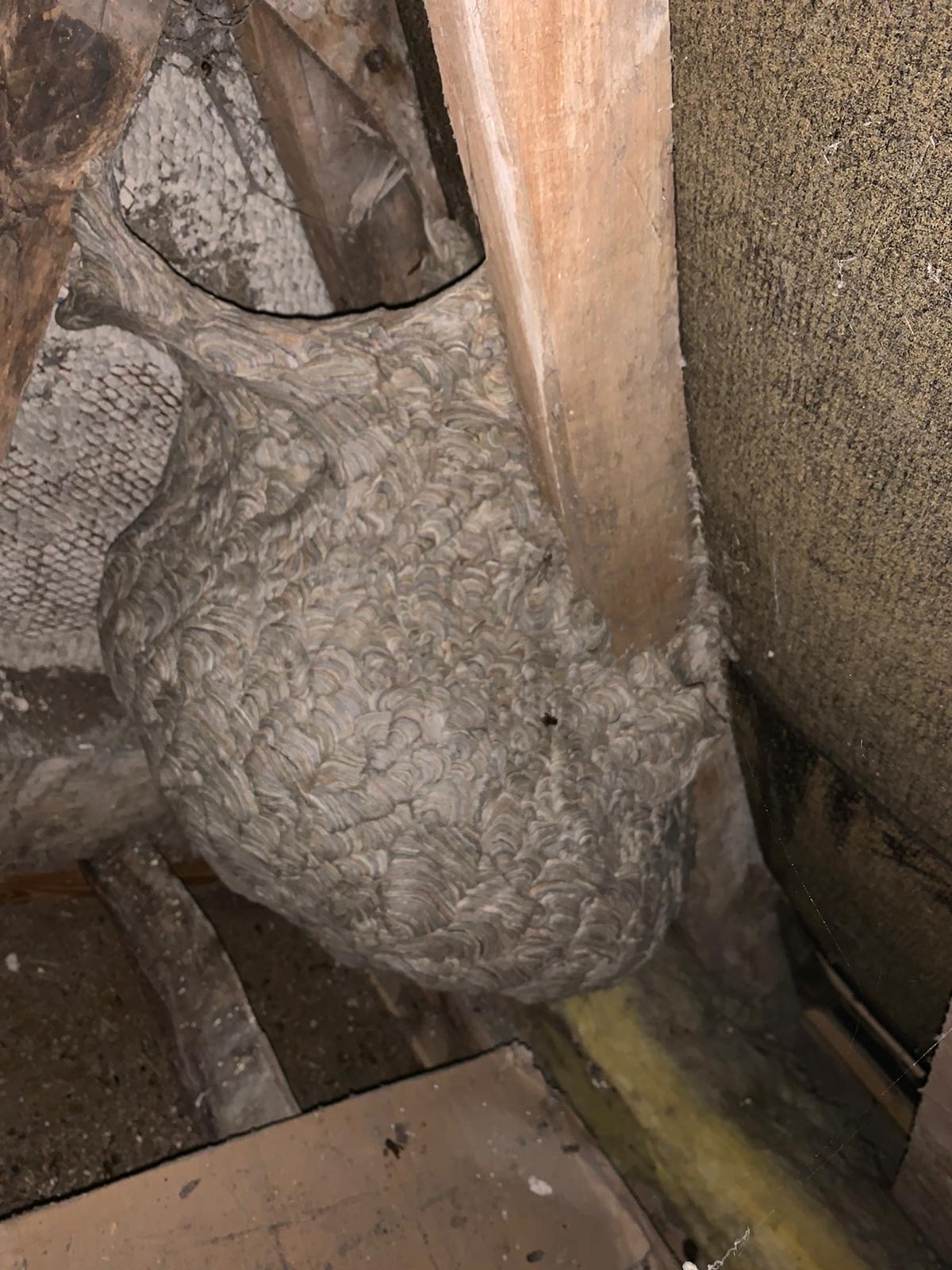 Wasps Nest 1 Wasps Nest 1
