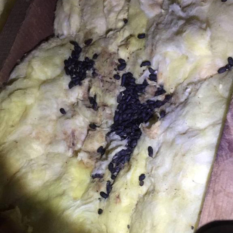 Squirrel Droppings in a loft space Squirrel Droppings in a loft space