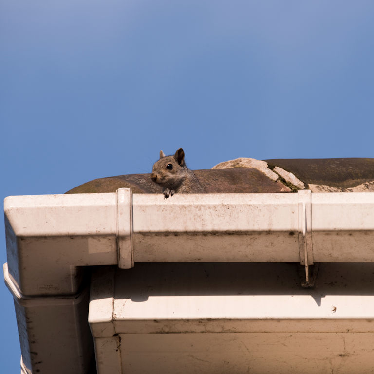Squirrel in a gutter Squirrel in a gutter