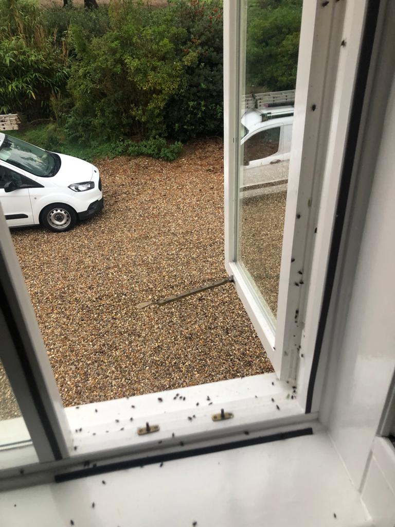 Cluster flies open window Cluster flies open window