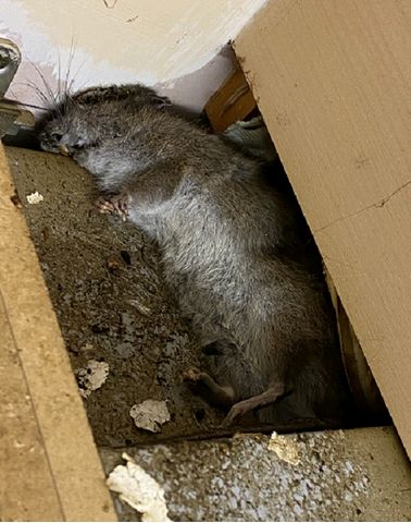 large rat 1 large rat 1