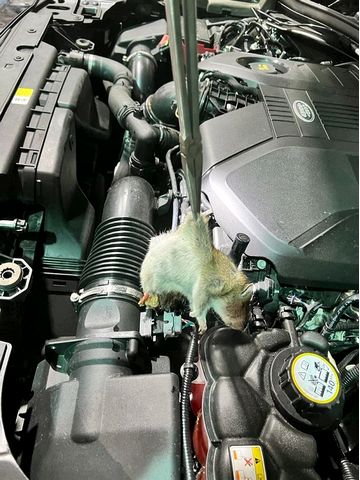 range rover rat range rover rat
